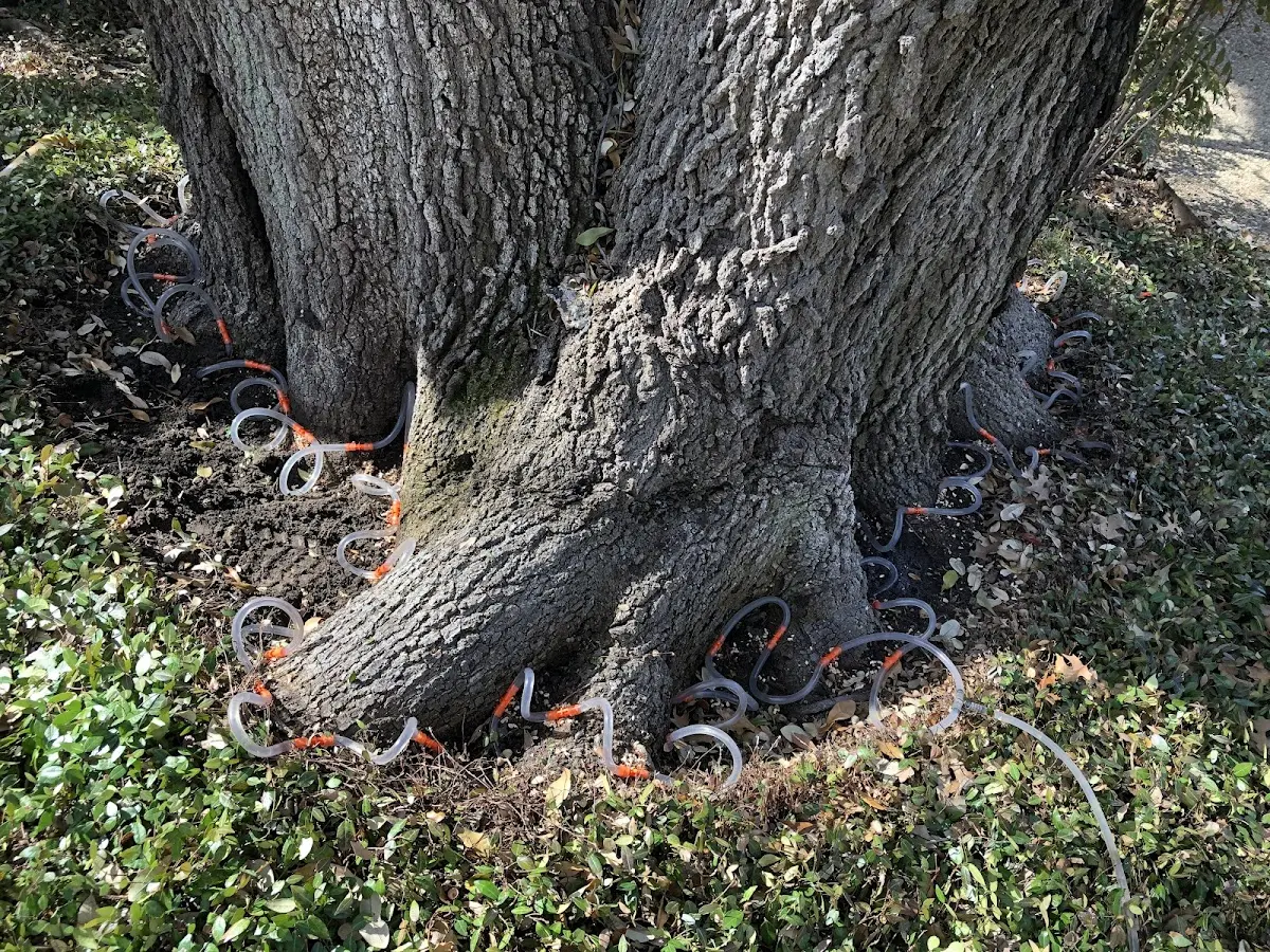 Detailed Tree Cabling and Bracing job site in Fanrock